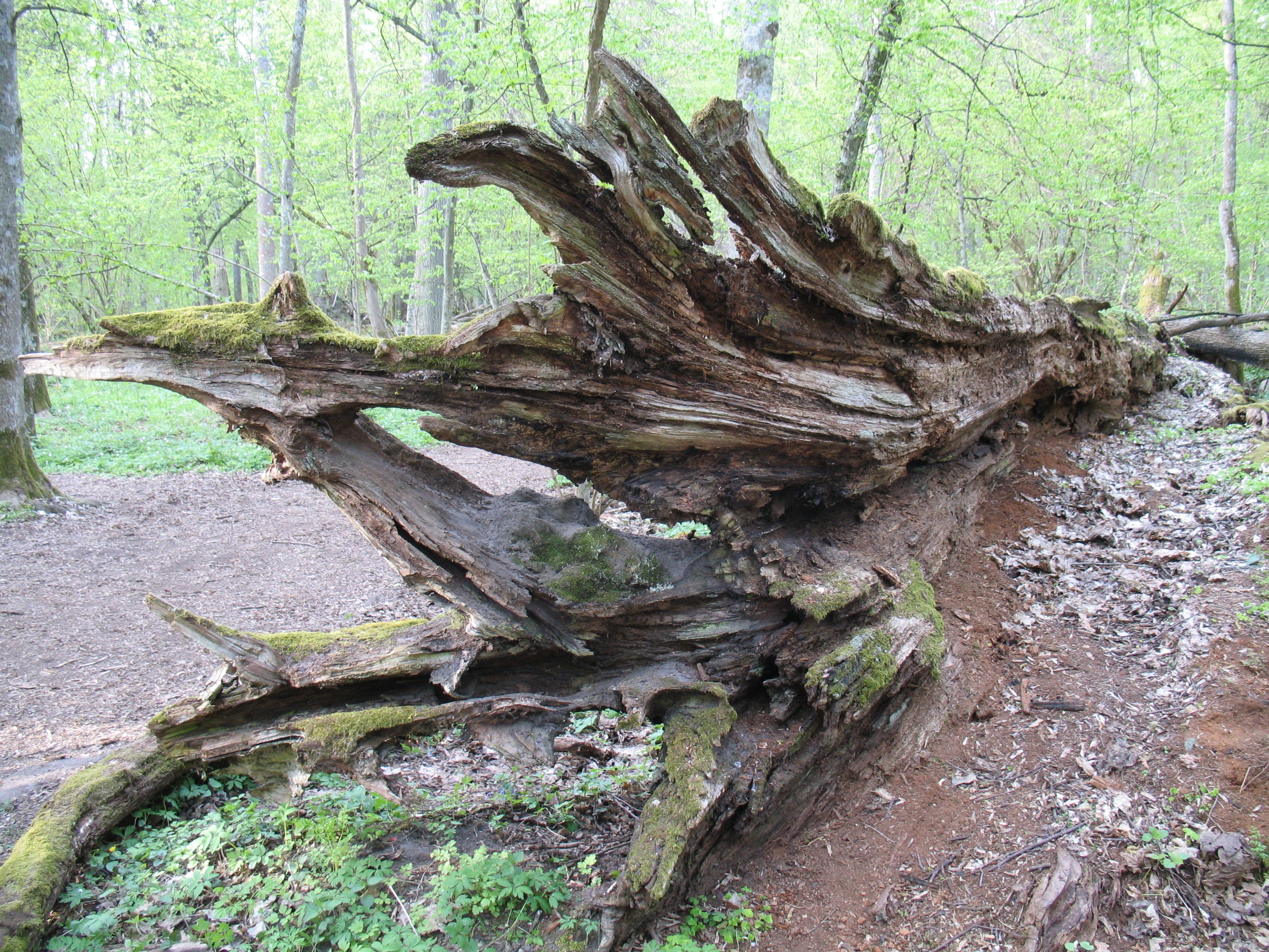 Oak of Jagiełło Trail