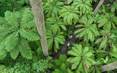 Whakarewarewa Forest Loop 