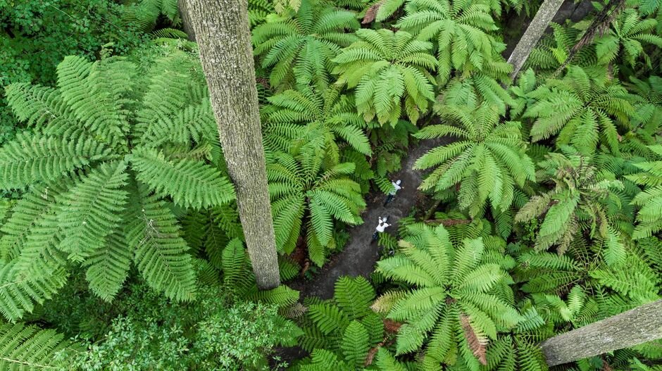 Whakarewarewa Forest Loop 